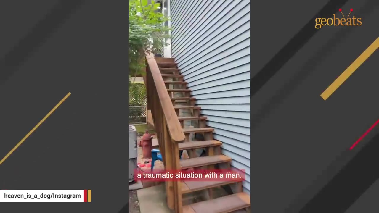 A dog hiding underneath a set of outdoor wooden stairs next to a house with blue siding.