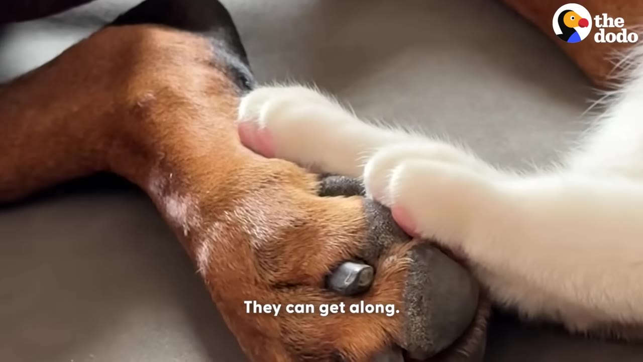 A close-up shot of a white cat's paw resting gently on top of a brown dog's paw.