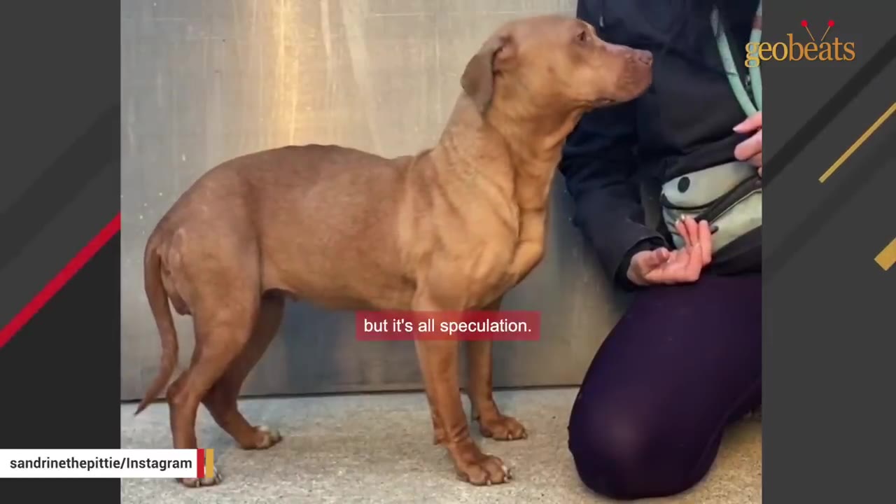 A tan, short-haired dog stands calmly next to a person kneeling on the ground, looking up attentively.