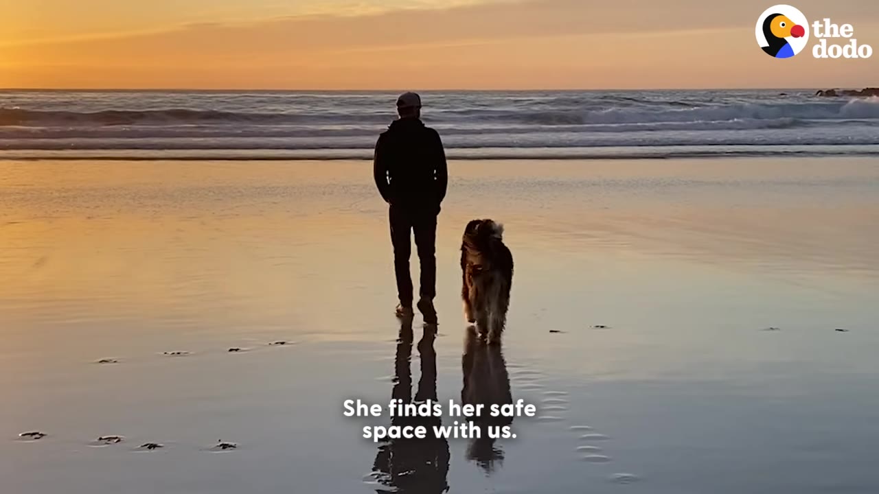 A silhouette of a person and a fluffy dog walking side-by-side on a wet sandy beach during a golden sunset, with their reflections visible in the water.