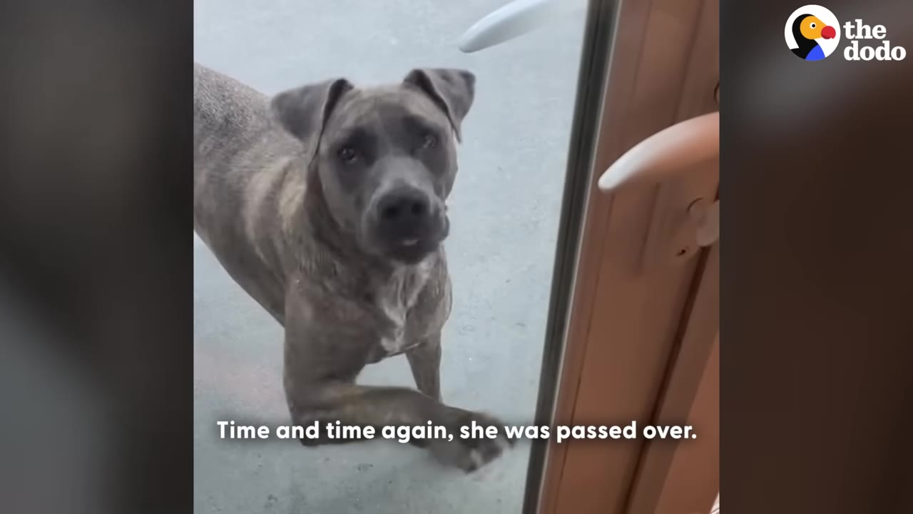 A brindle dog looks wistfully through a glass door, with text on screen reading 'Time and time again, she was passed over.'