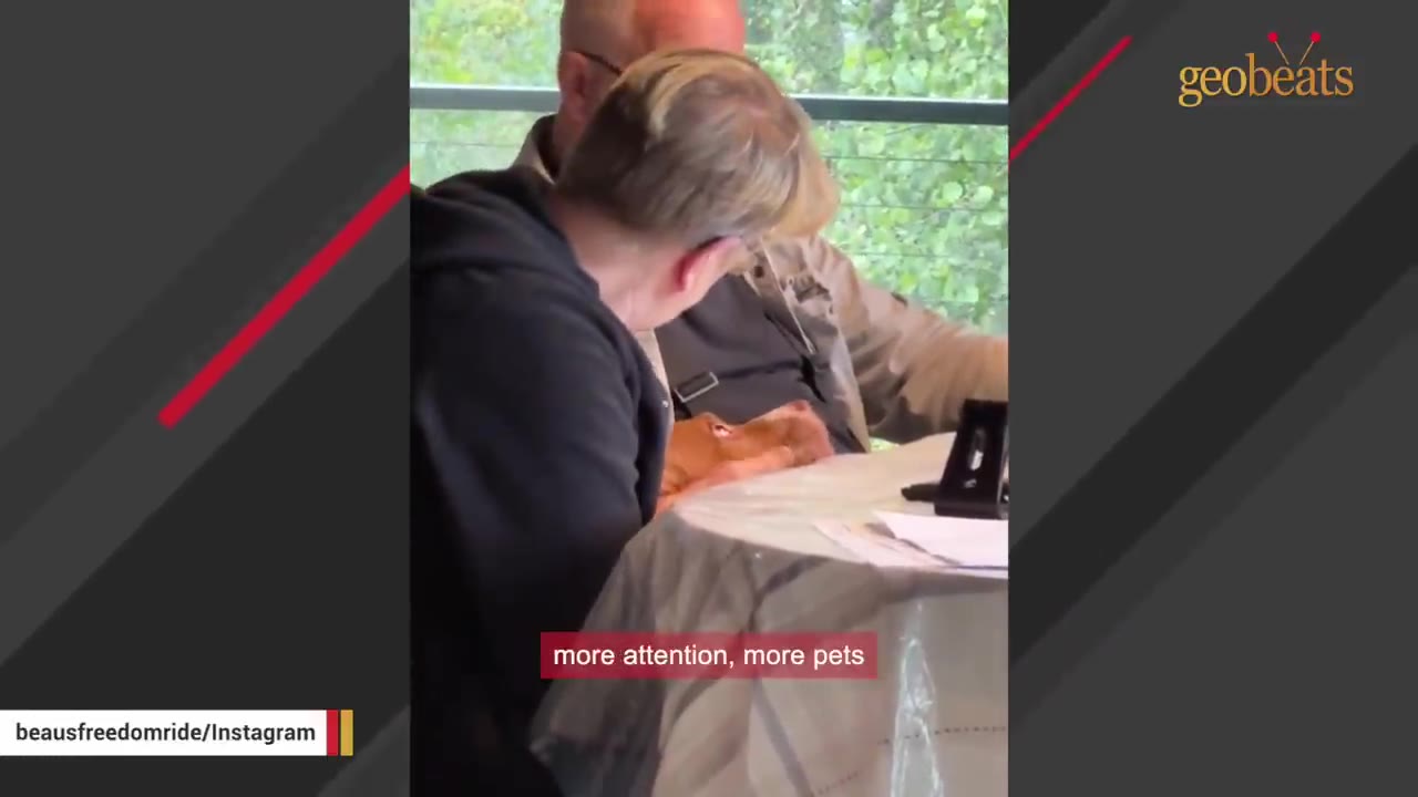 A brown dog rests its head on a person's lap at a dining table while being petted by two people.
