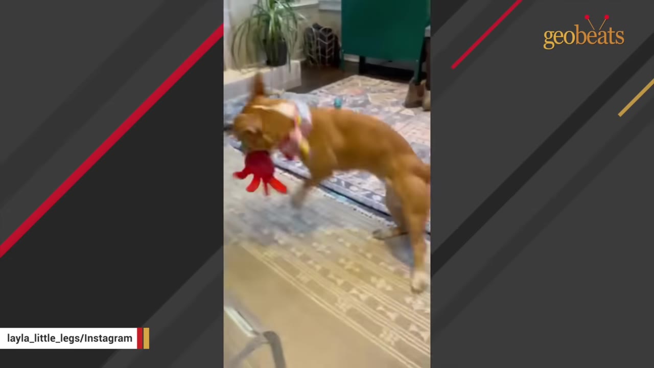 A tan, short-legged dog plays indoors with a red toy, showing one ear standing straight up and the other flopping down.