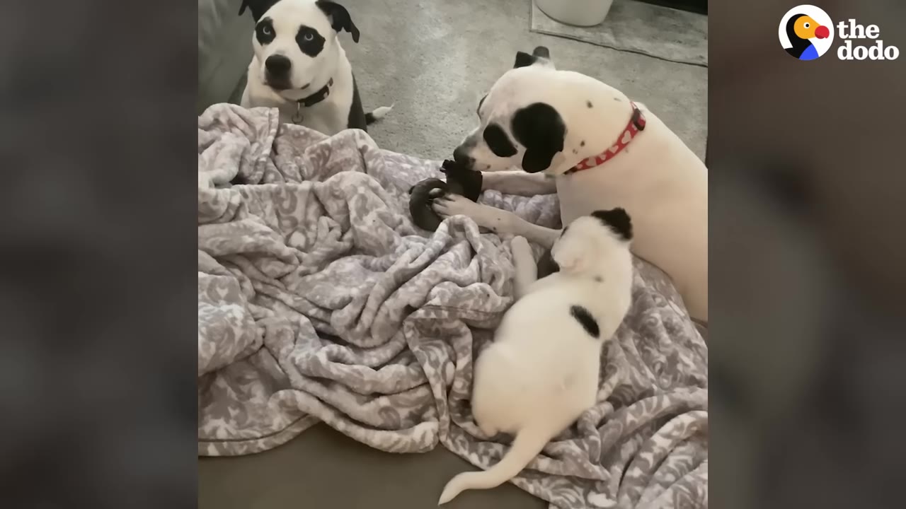 A small white puppy with black spots lies on a grey blanket, surrounded by two larger black-and-white dogs who are watching and interacting with him.