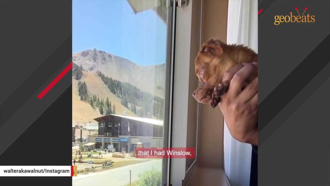 A small brown dog is held in a person's hand as it looks out a window at a scenic mountain landscape.