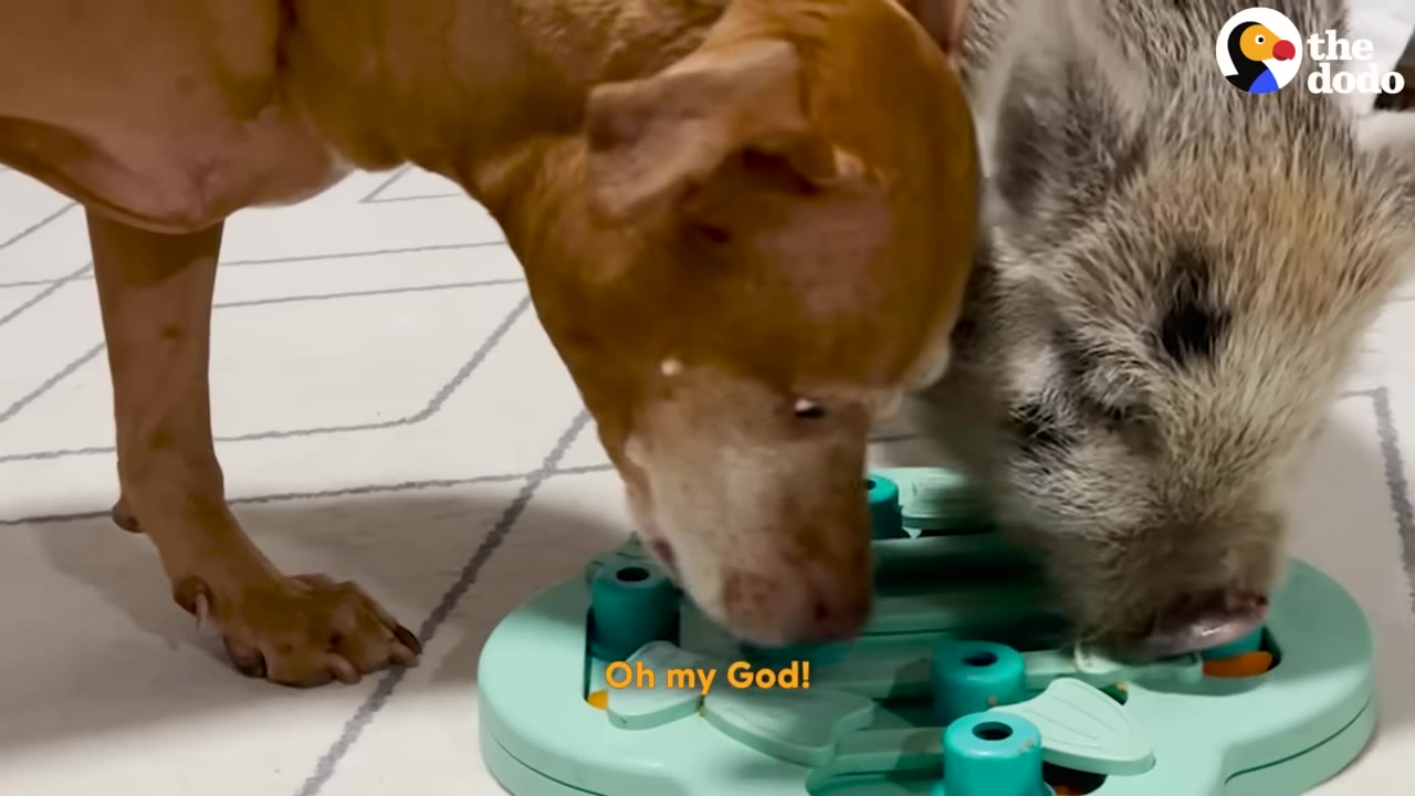 A brown dog and a small, hairy pig sniff and interact with a light green plastic enrichment puzzle on a white tiled floor.