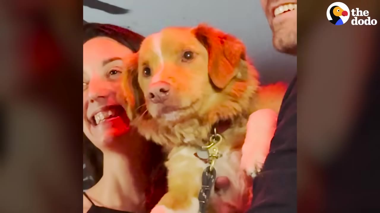 A fluffy golden-brown dog looking directly at the camera while being held by a smiling woman and man.
