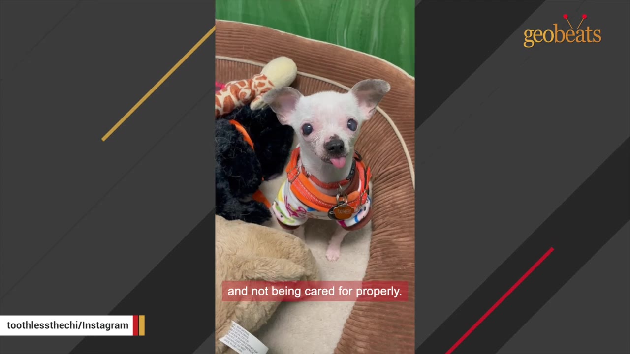 A small white chihuahua wearing a colorful harness sits in a dog bed with its tongue sticking out.