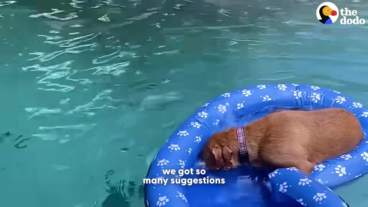 A golden retriever rests on a blue inflatable pool float with paw print patterns, floating in a swimming pool.