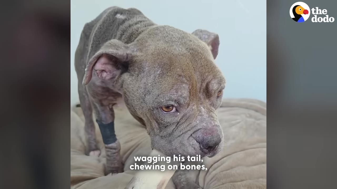 A grey, short-haired dog with a bandaged front leg stands on a beige dog bed while chewing on a bone.
