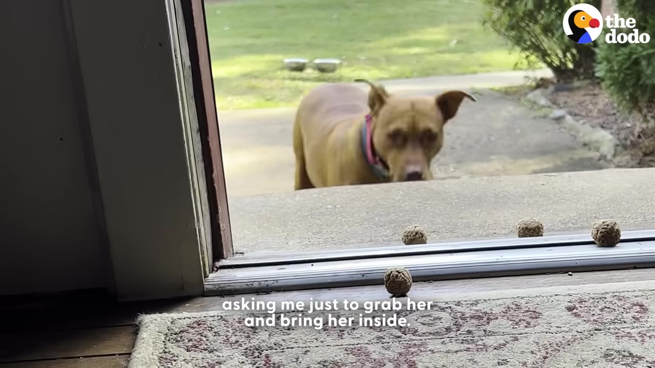 A brown dog standing outside an open doorway, looking inside expectantly.