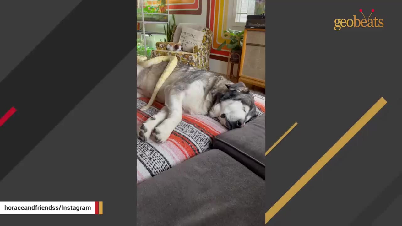 A large grey and white dog sleeping peacefully on a colorful blanket on a couch, with a light yellow snake resting on its back.