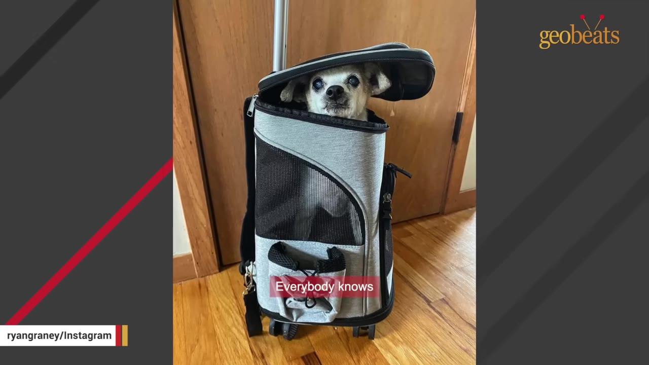 A small, senior dog with grey and white fur peeks its head out of a grey zippered pet carrier backpack on wheels.