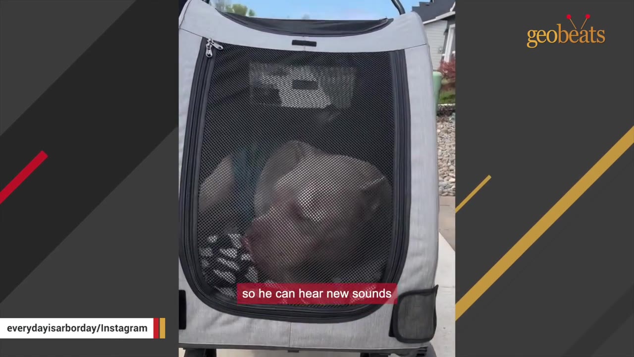 A tan dog sits inside a grey pet stroller with a mesh window, looking out.