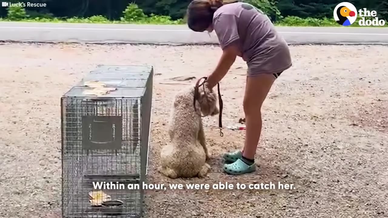 A rescuer in a purple shirt and shorts puts a leash on a curly-haired light brown dog sitting on a gravel ground next to a wire cage trap.