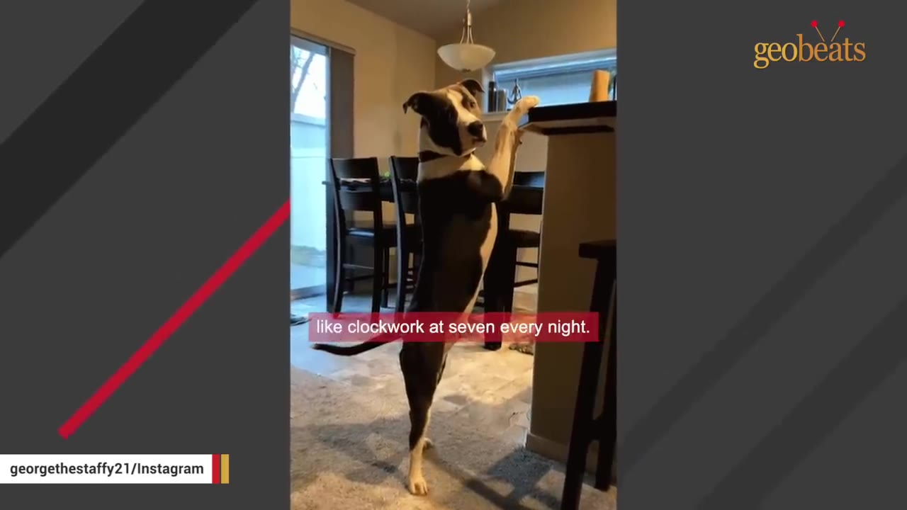 A black and white dog standing on its hind legs to peek over a kitchen counter.