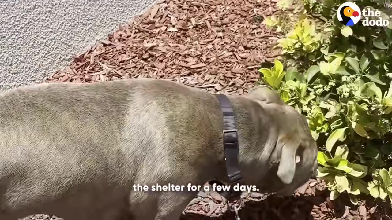 A grey dog wearing a collar sniffs the ground near a green bush.