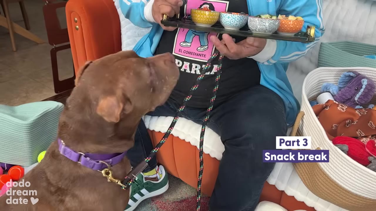 A brown dog with a purple collar looks up at a tray of small bowls containing snacks held by a person in a blue jacket.