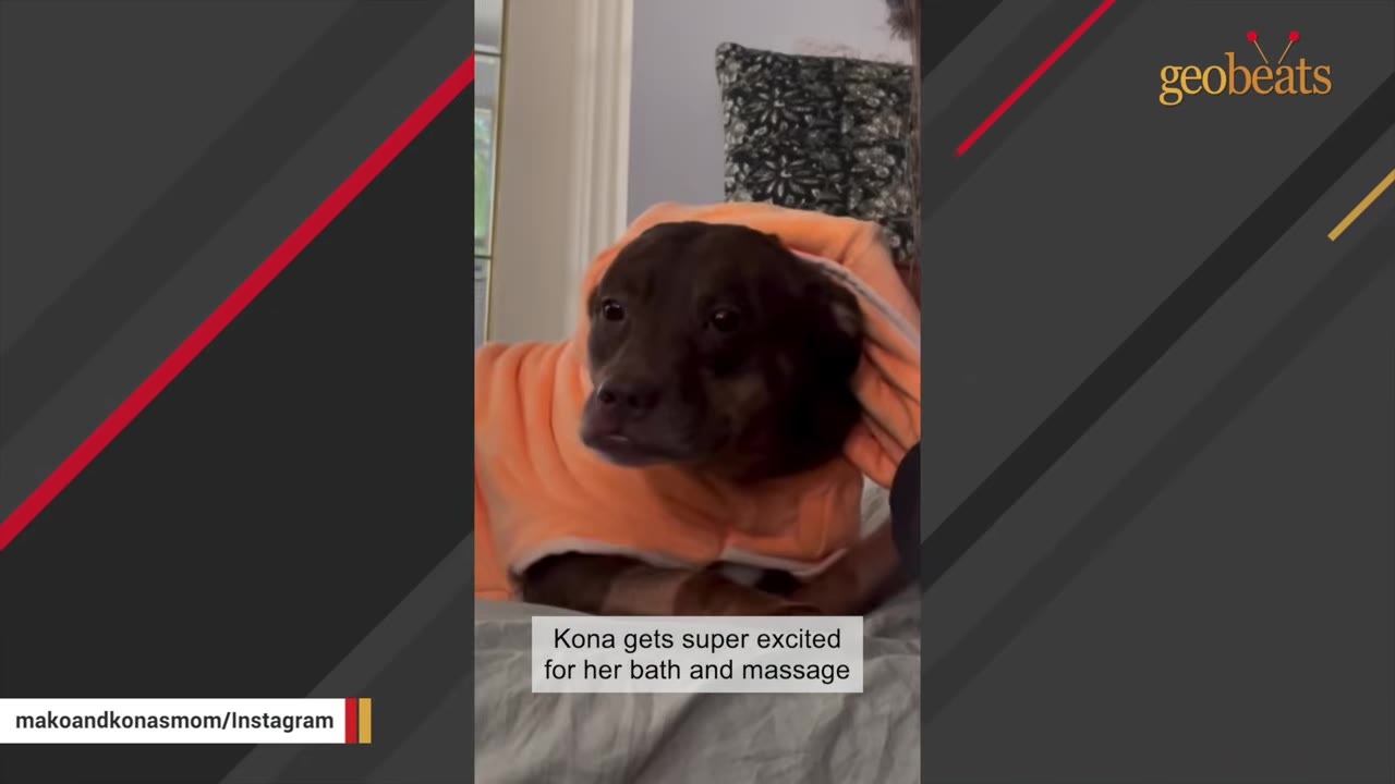 A close-up of a brown dog named Kona wearing an orange hooded bathrobe, looking directly at the camera.