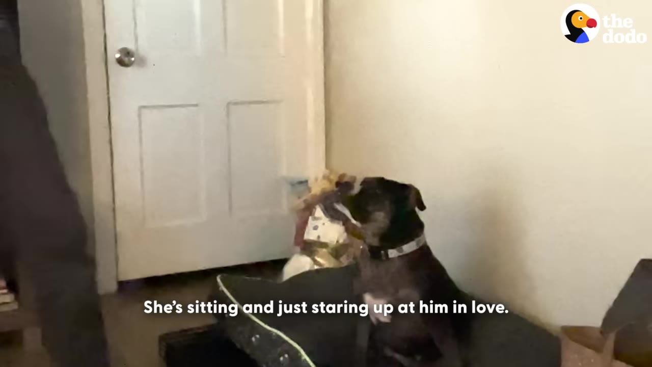A black dog sits on a dog bed, looking up at a person standing nearby.
