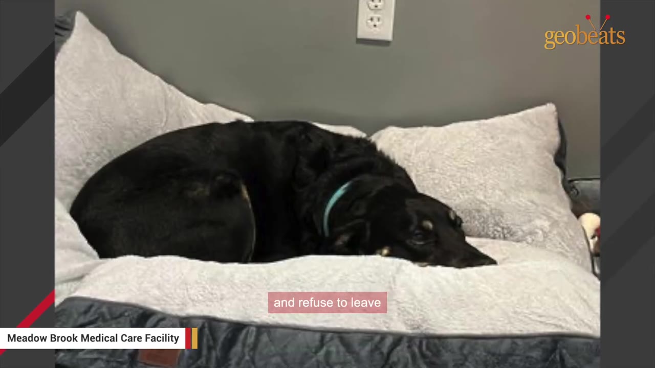 A black dog with a blue collar lies curled up on a bed with light grey pillows and a dark blue blanket.