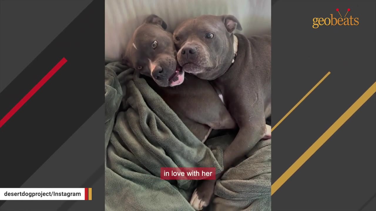 Two grey pitbull-type dogs cuddling closely together under a green blanket.