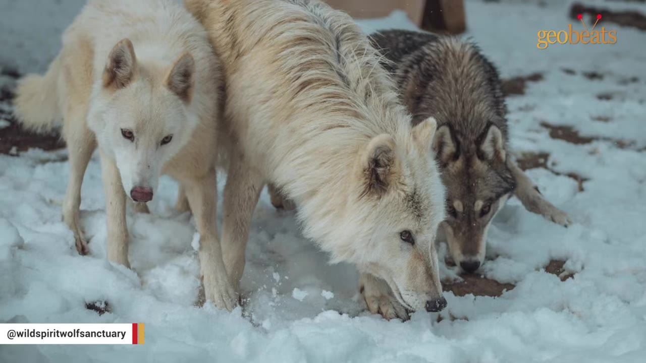 Three wolfdogs stand together in the snow, with one white wolfdog in the center sniffing the ground, another white wolfdog on the left looking forward, and a grey wolfdog on the right looking down.