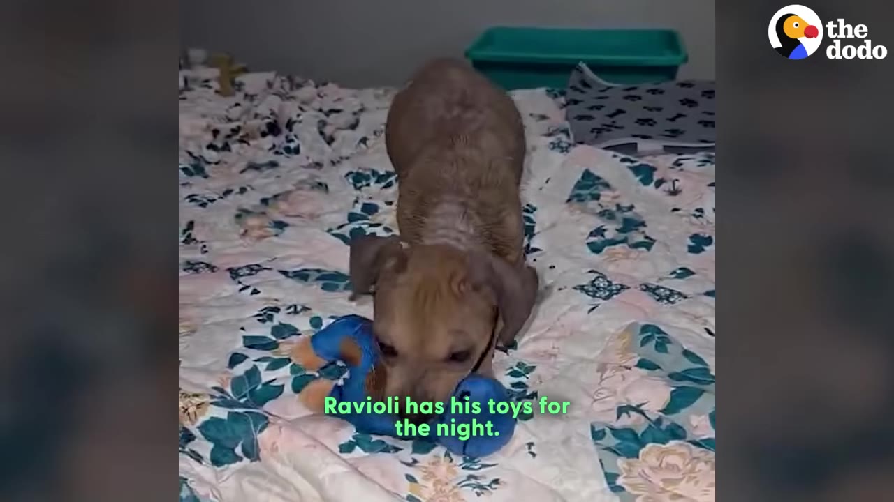 A small brown puppy named Ravioli on a floral-patterned bed, holding a blue plush toy in his mouth.