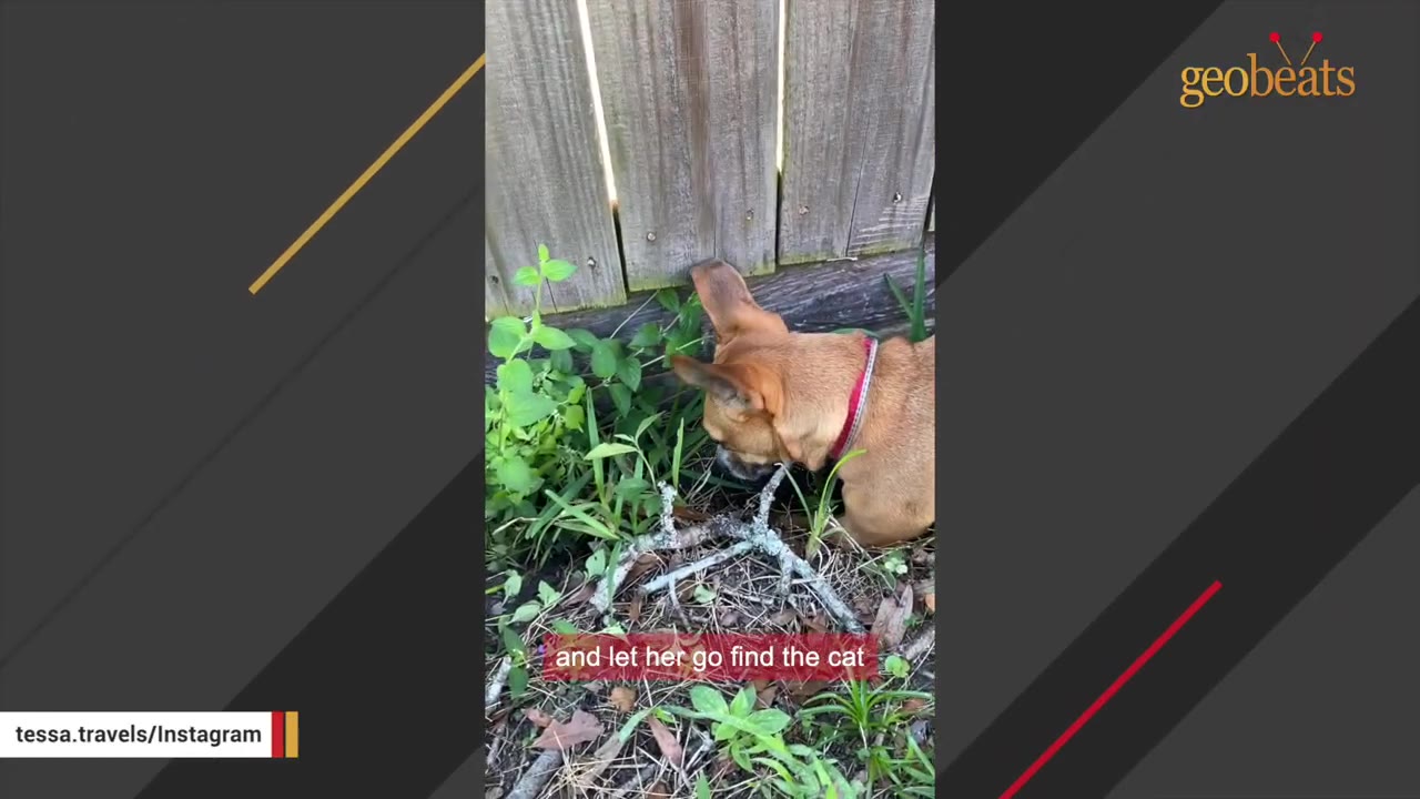 A small brown dog sniffing the ground and plants near the base of a wooden fence.