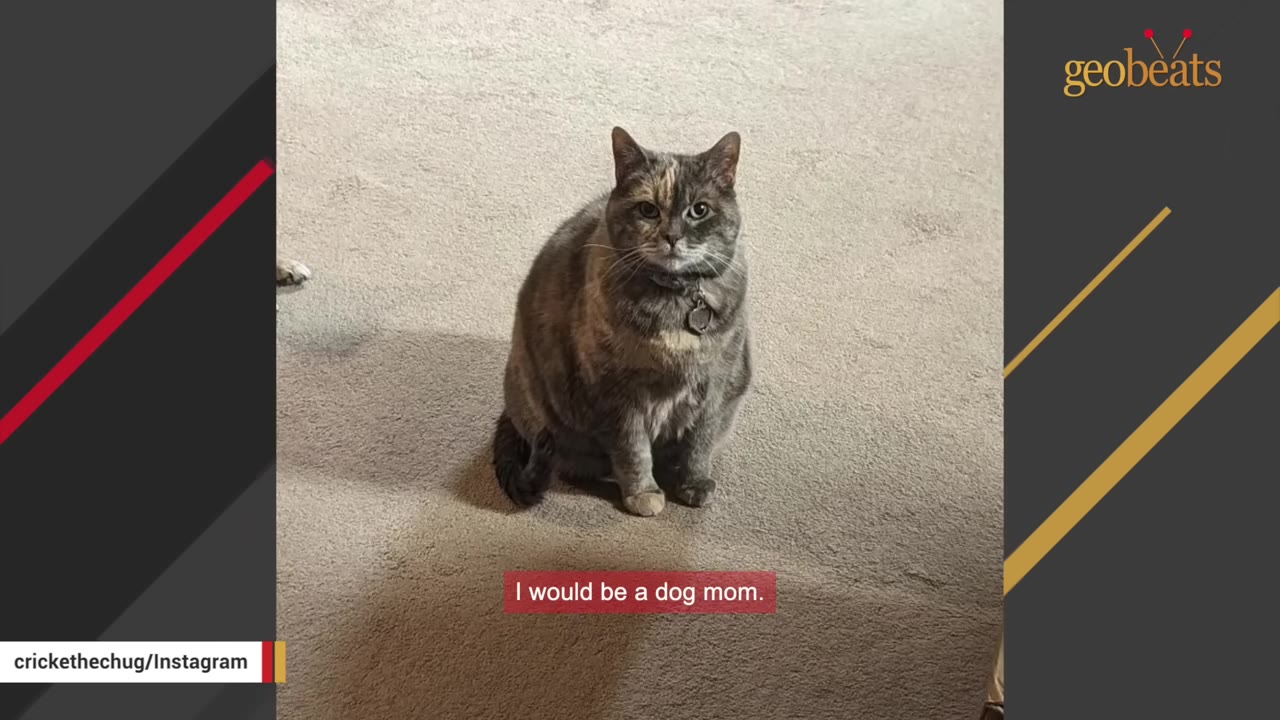 A grey and tan tortoiseshell cat sitting upright on a beige carpet, looking directly at the camera with a serious expression.