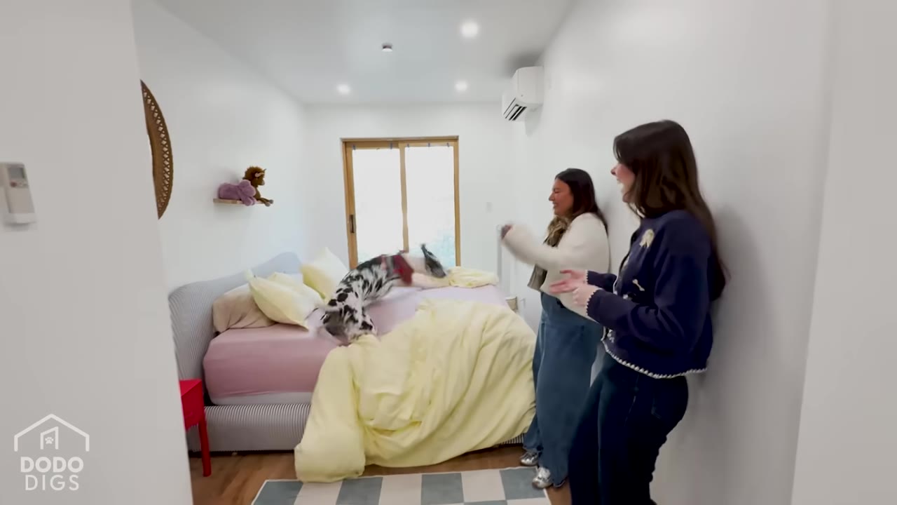 A spotted Great Dane playfully jumps and scrambles on a bed with yellow and pink bedding, while two women stand nearby in the bedroom watching and laughing.