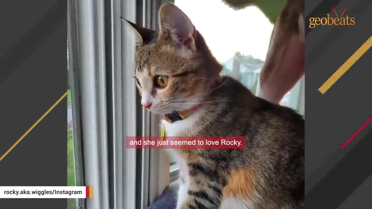A close-up shot of a calico kitten with a colorful collar looking out of a window.