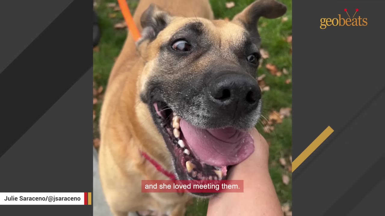 A close-up shot of a tan and black dog looking up with a wide, happy expression as a hand gently pets her chin.