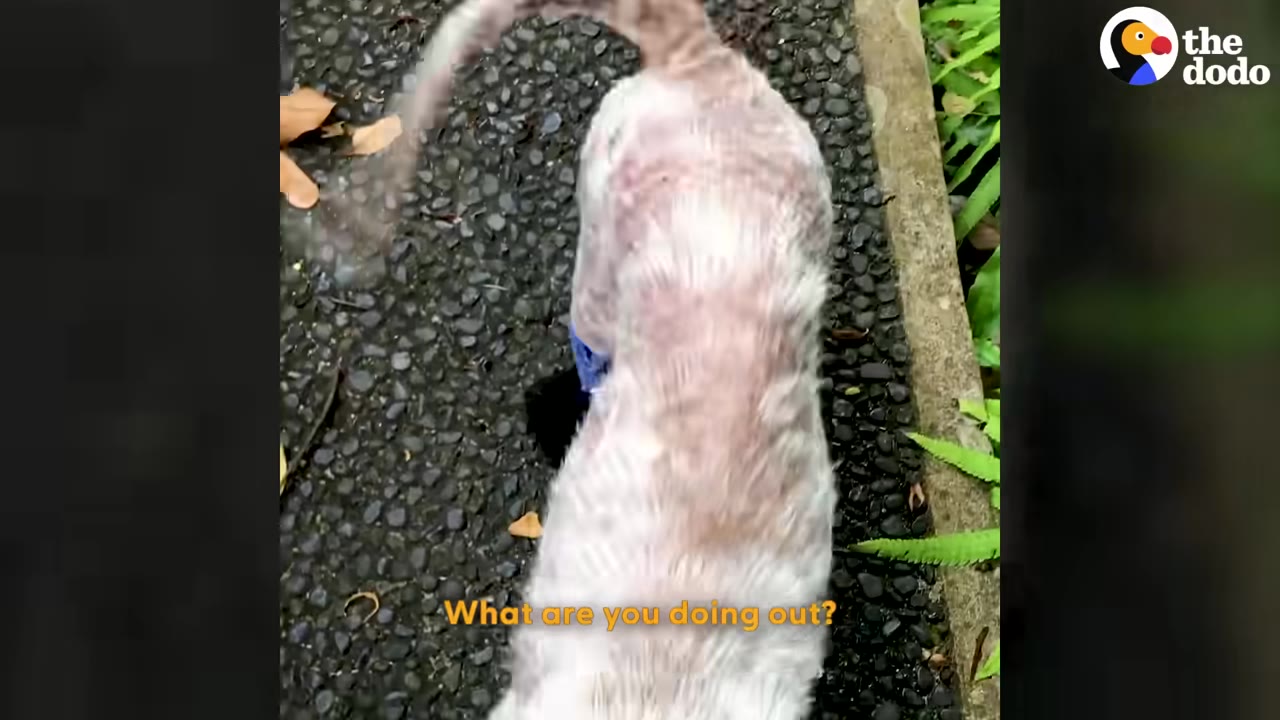 A light-colored dog with short fur is seen from behind, walking on a stone path with its tail wagging, while text on the screen reads 'What are you doing out?'