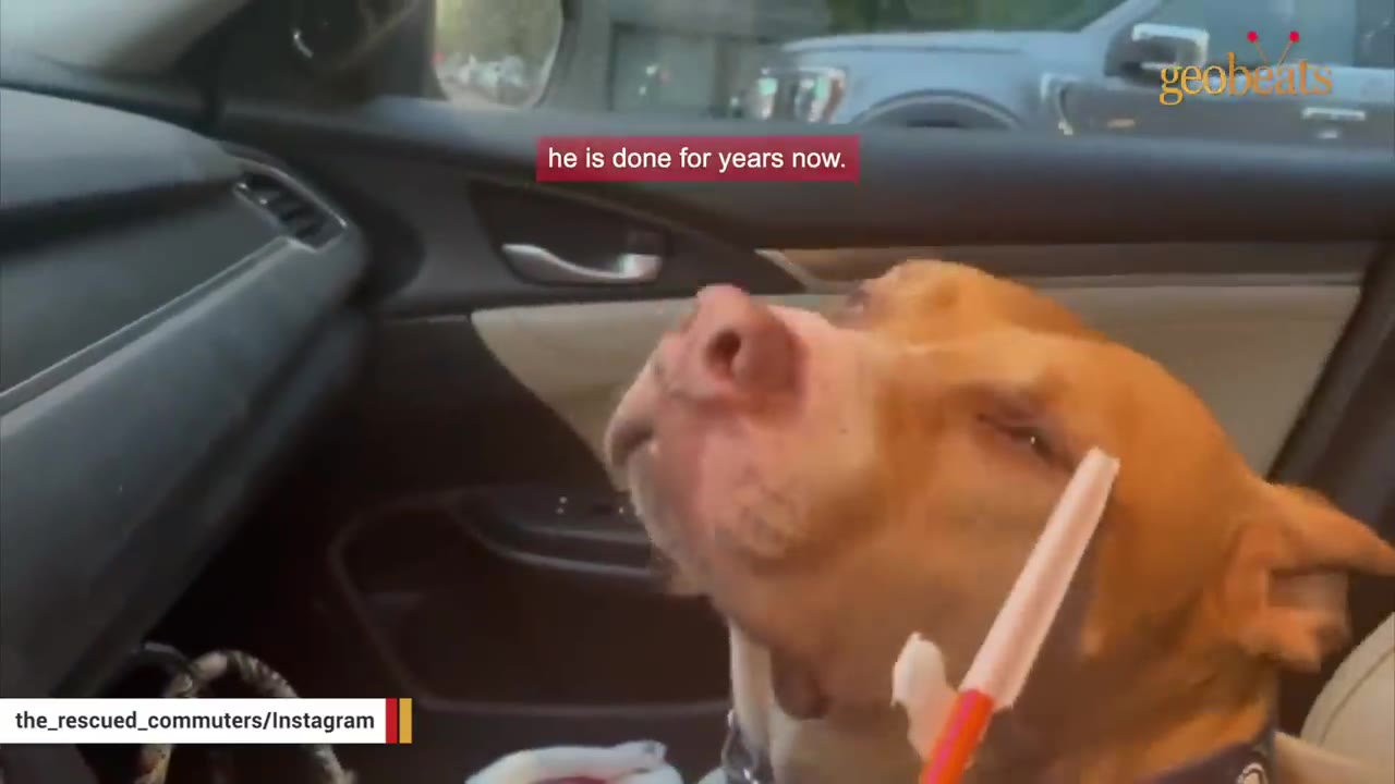 A tan and white dog in a car with a goofy expression, looking up as a plastic coffee straw is held near its face.