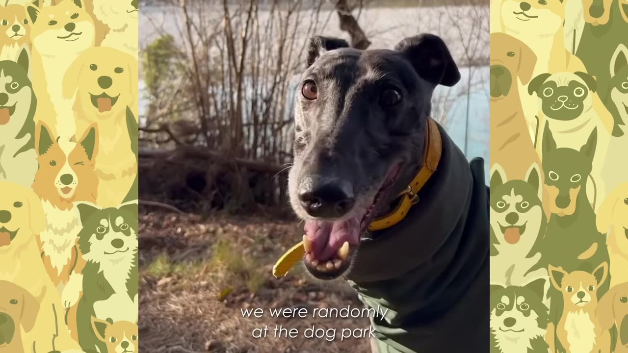 A close-up shot of a happy black greyhound wearing a yellow collar, looking at the camera with its mouth open in a smile, with a natural outdoor background.