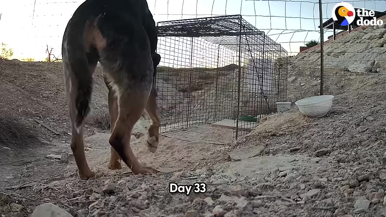 A dog cautiously approaches a wire cage trap set on rocky ground.