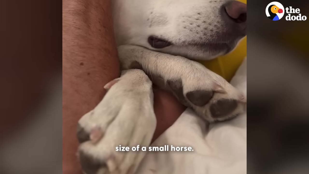 A close-up of a large white dog's paws resting gently on a person's arm as they cuddle.