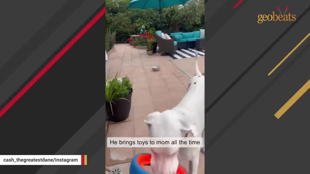 A white Great Dane carrying a colorful toy in its mouth on an outdoor patio.