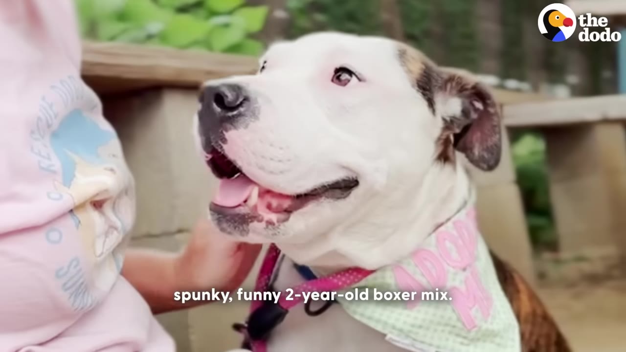A close-up of a happy white and brown dog with its mouth open in a smile, wearing a green bandana, next to a person.