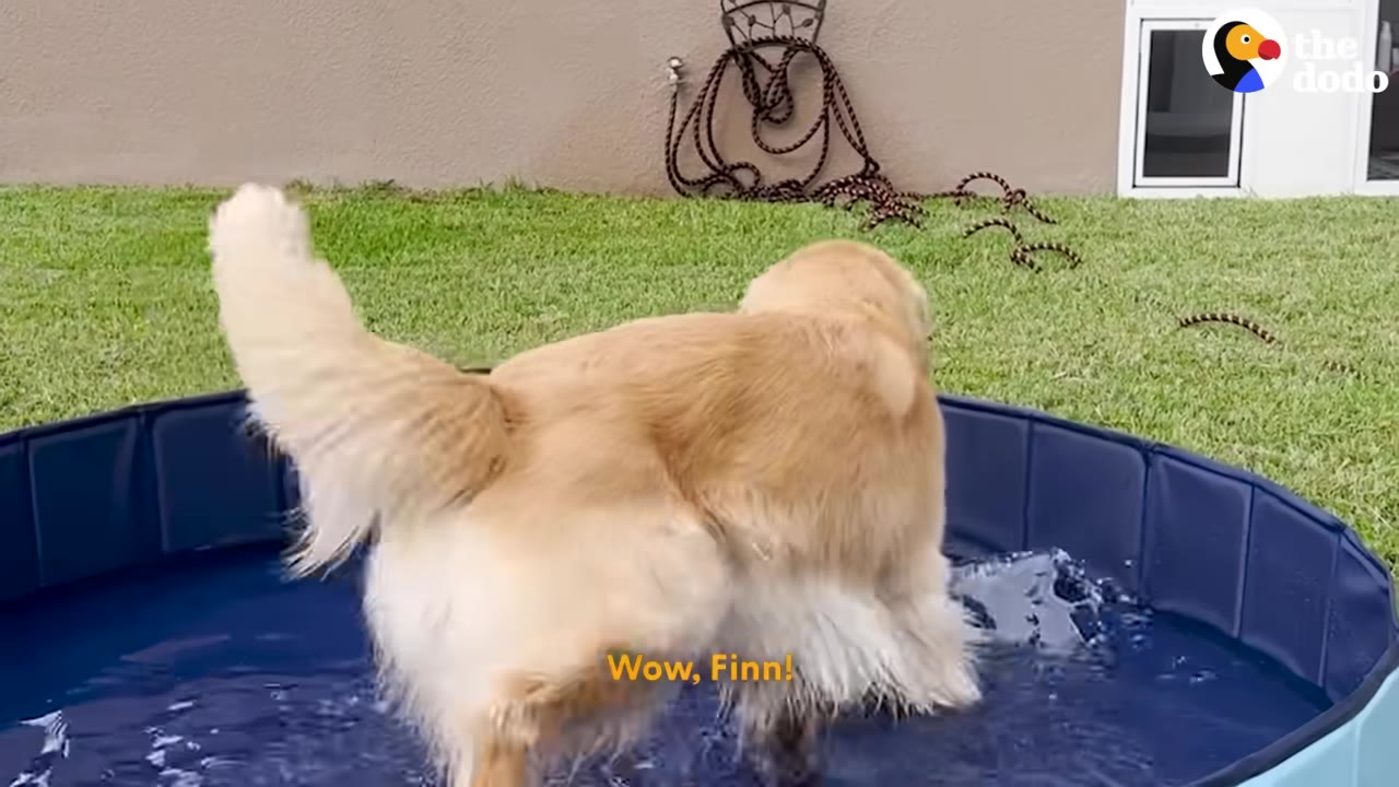 A golden retriever steps into a blue foldable dog pool filled with water on a grassy lawn.