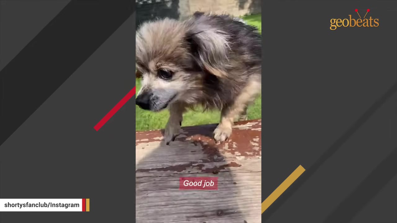 A close-up shot of a small, fluffy brown and grey dog standing on a wooden surface outdoors.