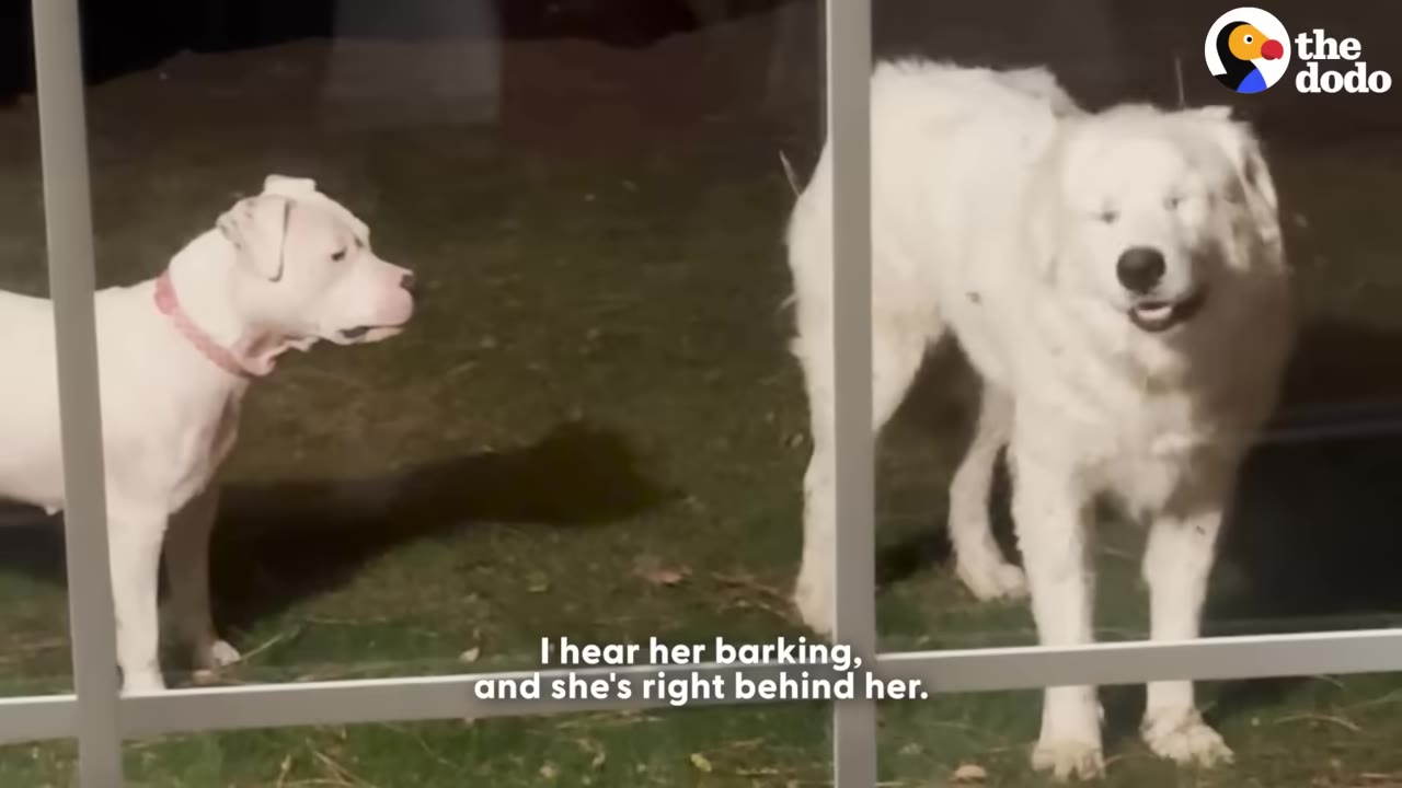 A white pit bull-type dog and a fluffy white Great Pyrenees dog stand outside on the grass at night, viewed through a glass door.