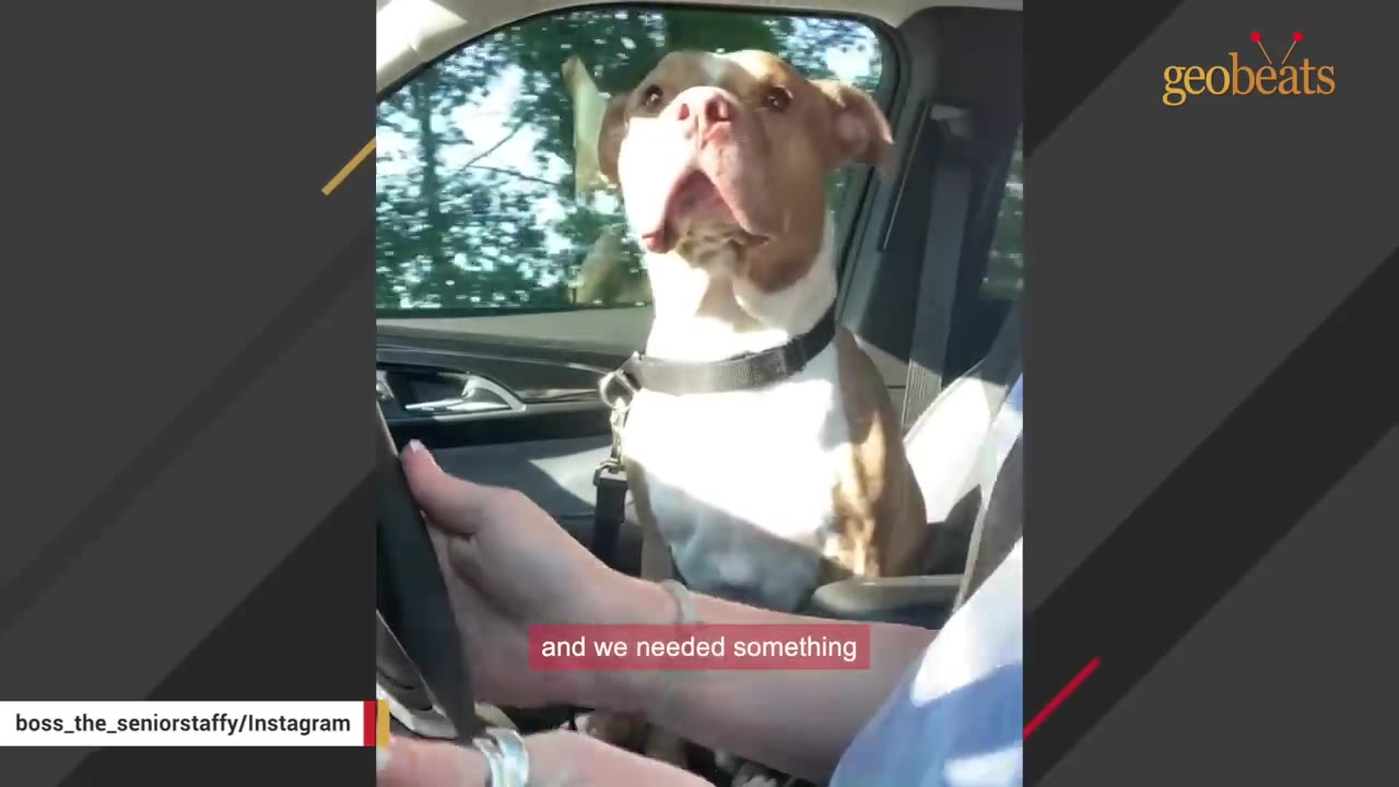 A brown and white dog sits in the passenger seat of a car, looking forward attentively while a person's hands are visible on the steering wheel.