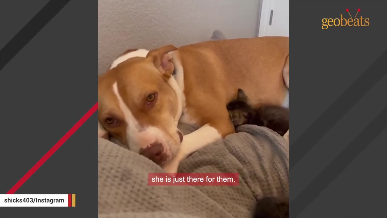 A tan and white dog lies down on a grey blanket with a tiny dark kitten snuggled close against her side.
