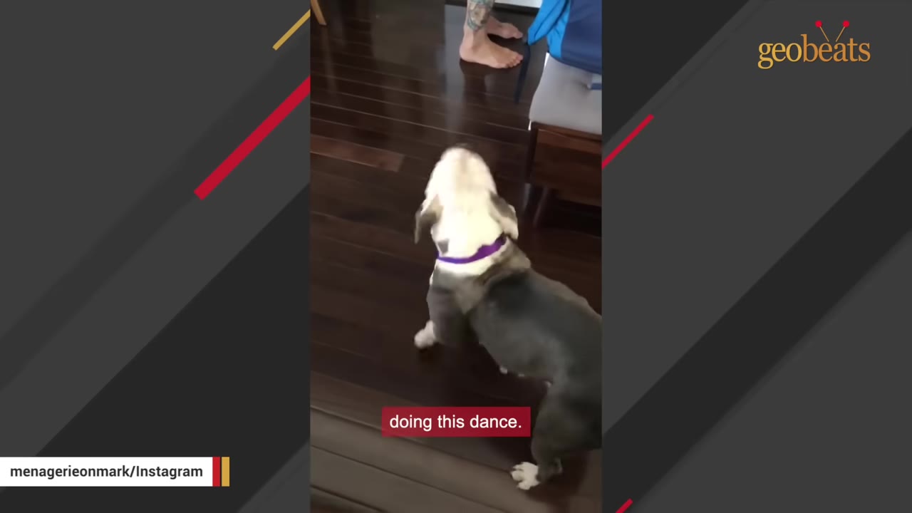 A gray and white dog wearing a purple collar stands on a dark wooden floor, looking up towards a person's bare feet.