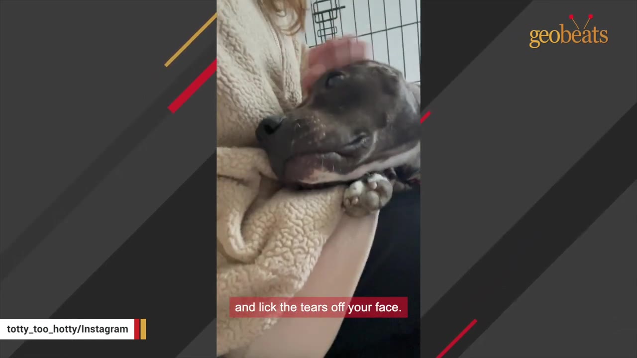 A close-up of a dark-furred pit bull-type dog resting its head gently on a person's lap while being petted.