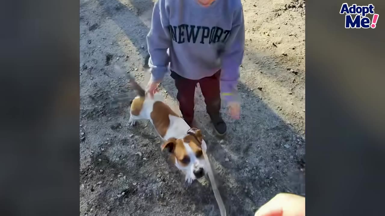 A brown and white dog on a leash looks up while being petted by a person wearing a grey Newport sweatshirt.