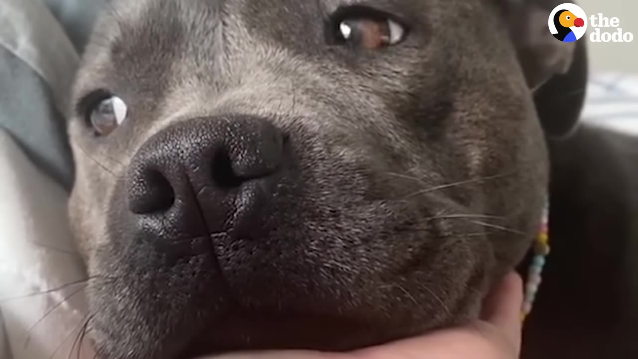 A close-up of a grey pit bull resting its chin gently in a person's hand, looking up with soft, expressive eyes.