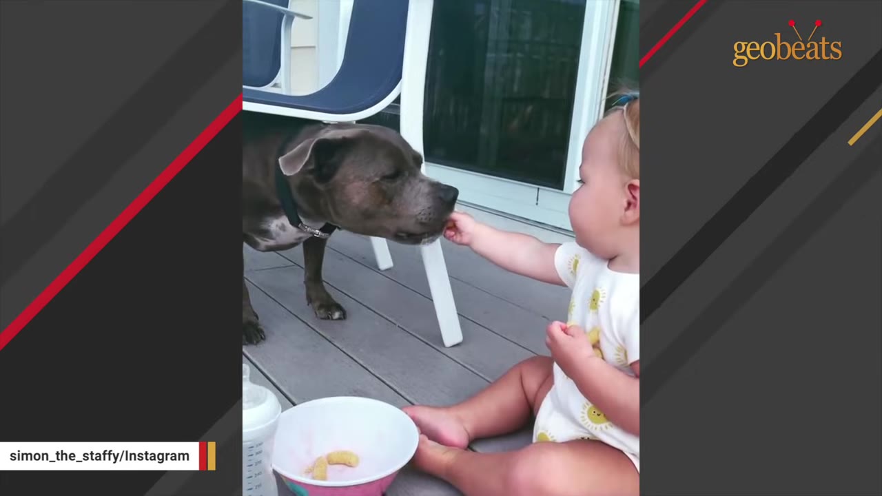 A young toddler sitting on an outdoor deck gently feeds a snack from their hand to a dark-colored Staffordshire Bull Terrier.